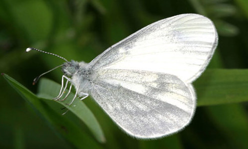 Wood White - Butterfly species | PEPLIS JISHEBI | პეპლის ჯიშები